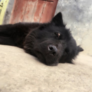 大哥没了好发育