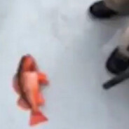 Gas Station FISH