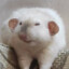 Ratto