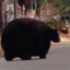 a very large bear