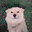 goodboy mauri