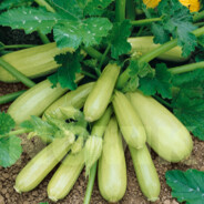 Кабачок#Fiesta