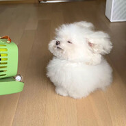 苏