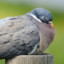 pigeon