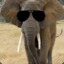 Awesome Elephant