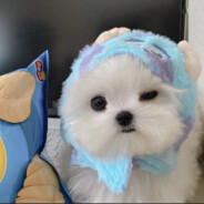 瓦达西瓦好崩溃