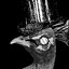 Father Peacock
