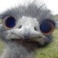EmuWorraz