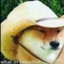 CrazyDog095