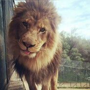 хапатель онлайн