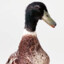 Duck Mouse