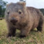 Waffles_The_Wombat