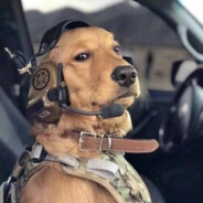 吟诗赋颂卫佳丽