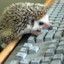Harry the gaming Hedgehog