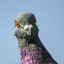 el_pigeon mode
