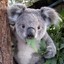 Koala^7