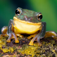 Frogg - steam id 76561198973357449