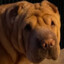 roger the sharpei