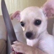 Homicidal Puppy