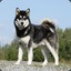 AlaskanMalamute