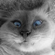Rufus