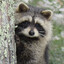 TrashPanda00