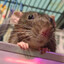 rat