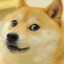 woof woof doge