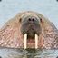 The Sceptical Walrus