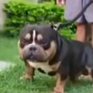 Нога жирафа