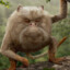 BOBO THE KING
