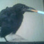 ~56 assorted crows