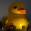 KINGDUCK39