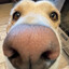 nose