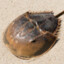 Horseshoe Crab