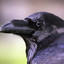 Raven