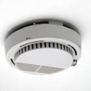 African Ceiling Bird