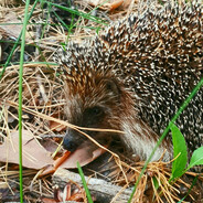 HedgeЁЖ