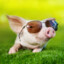 pimpin pig