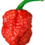 Carolina_reaper