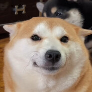 余小C瘠薄真的很咸