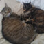 Two cats in a Trenchcoat
