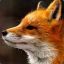 foxbok