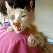 Today is Monday feels cat man