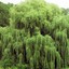 Weeping Willow