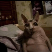 SVINKO как же ему ла