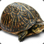best_turtle