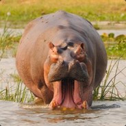 hippo