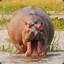 hippo