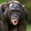 Bonobo Bernd